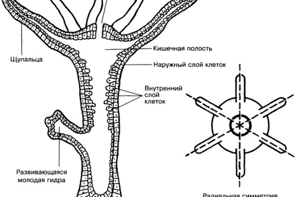 Кракен картель